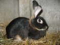 /album/les-races-de-lapins/lapin-chevre-jpg/